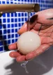 Hydrophil konjac szivacs
