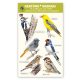 Garden Birds - Window sticker packs