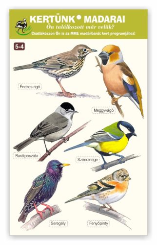 Garden Birds - Window sticker packs