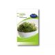 Rédei organic cress sprouting seeds