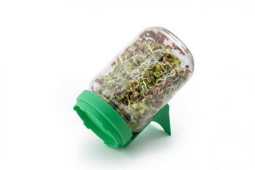 Rédei Glass Seed Sprouter