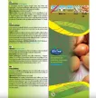 Rédei dughagyma - Sonkahagyma 300 g