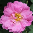 Panarom Damaszkuszi rózsa olaj 10% (Rosa damascena) - 5 ml