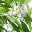 Panarom Keserűnarancs-virág olaj 10% (Citrus aurantium fl.) - 5 ml
