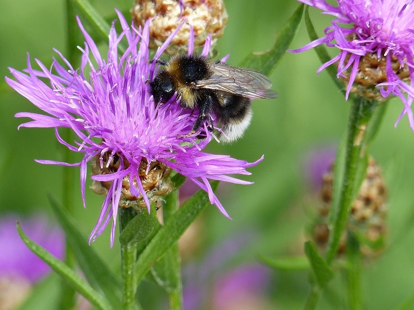 Minnesota will pay homeowners to make their lawns bee-friendly