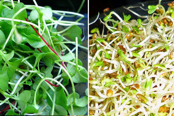 Grow Tiny Superfoods at Home!