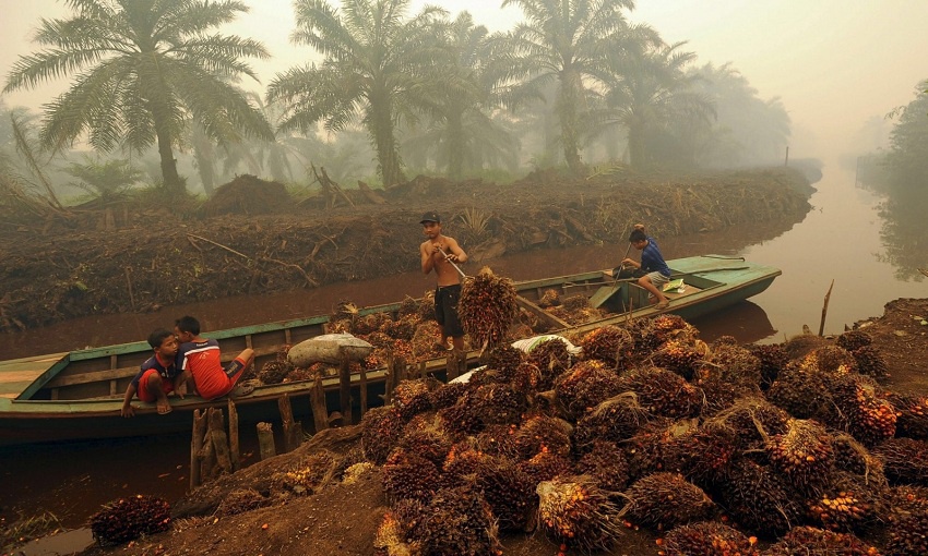 Everything you need to know about palm oil!
