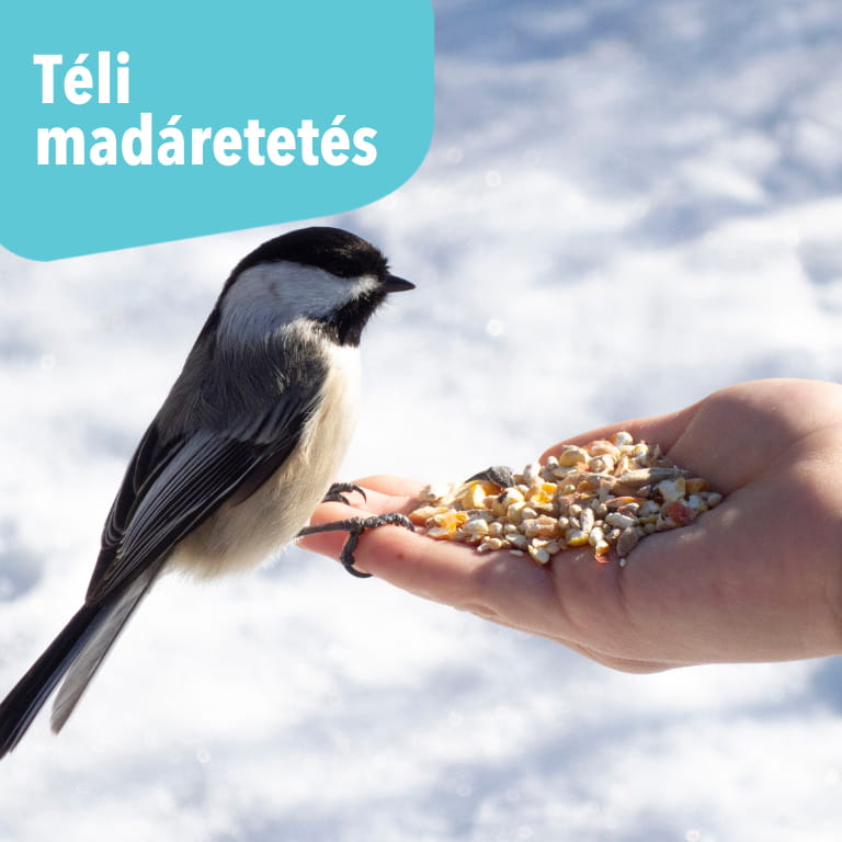 Téli madáretetés - Zöldbolt cikk