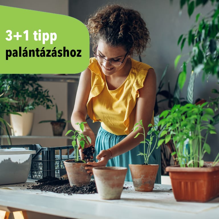 Palántázási tippek - Zöldbolt cikk